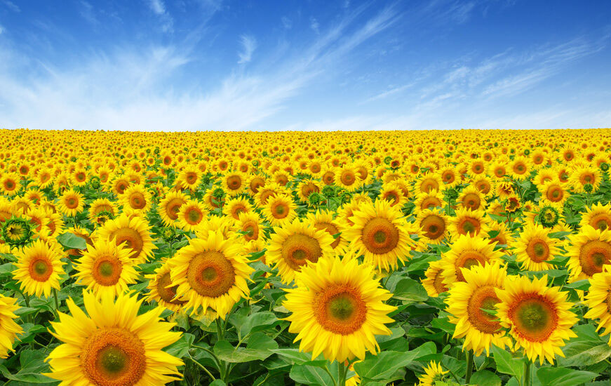 Fields of sunflowers under a blue sky