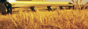 tractor harvesting grain